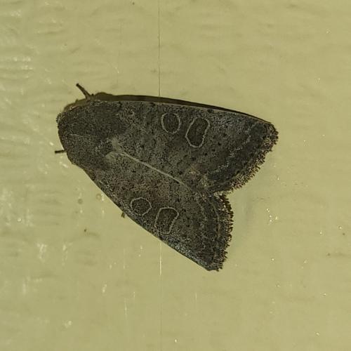Réf. 329 517 : Hoplodrina sp.